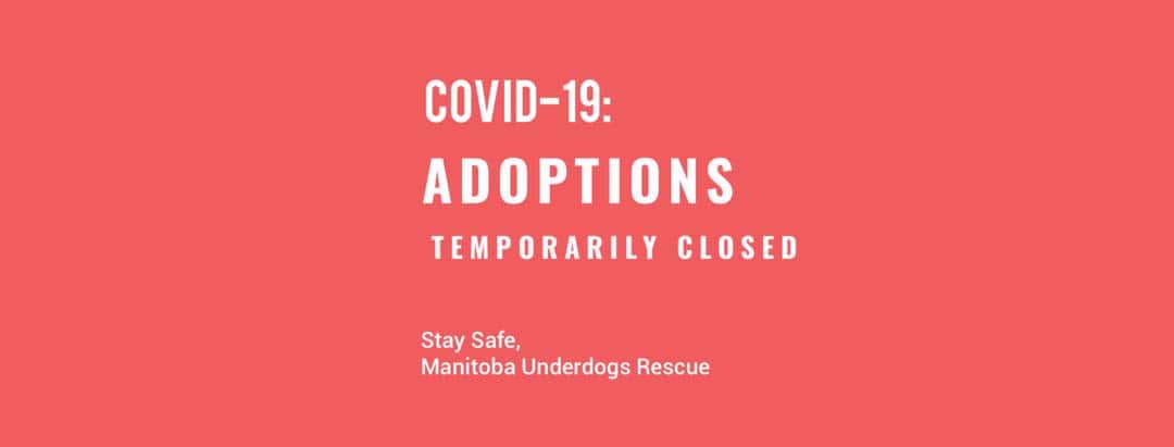 Featured image for “ADOPTIONS: COVID-19 CLOSURE”