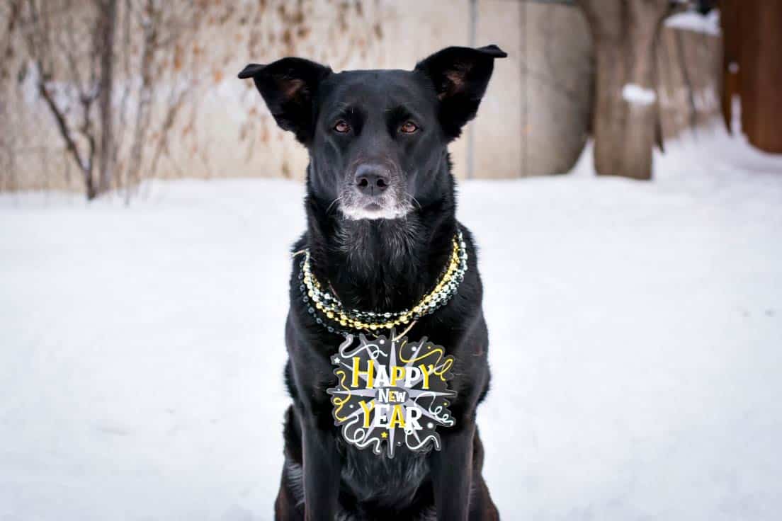 Featured image for “Happy New Year!”