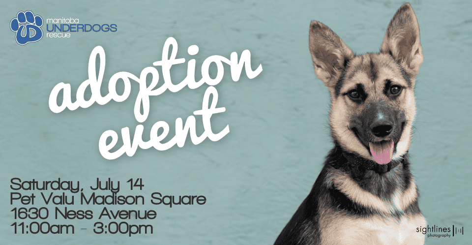 Adoption Event - Pet Valu Madison Square
