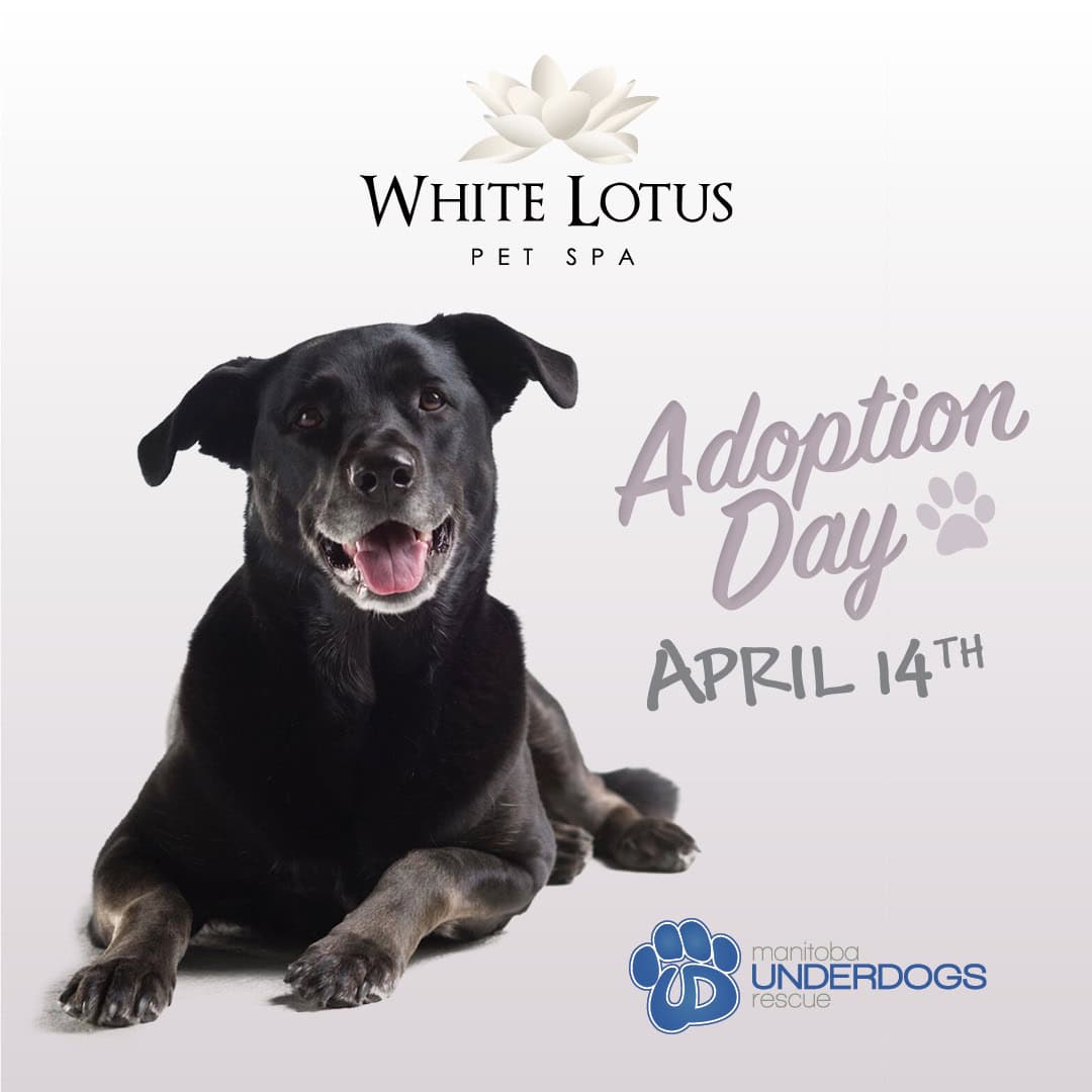 White Lotus Pet Spa - Adoption Event