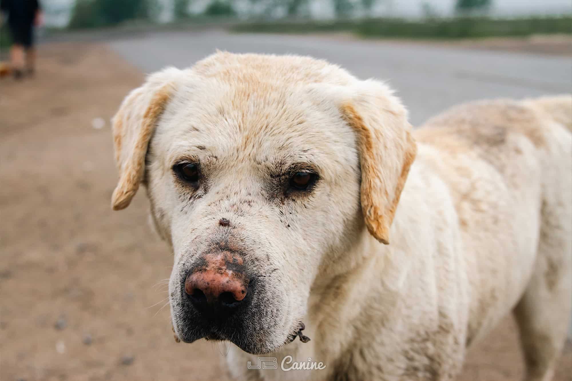 Featured image for “75 Dogs Saved: 28 Hours of Rescue, Response, and Relentless Effort”