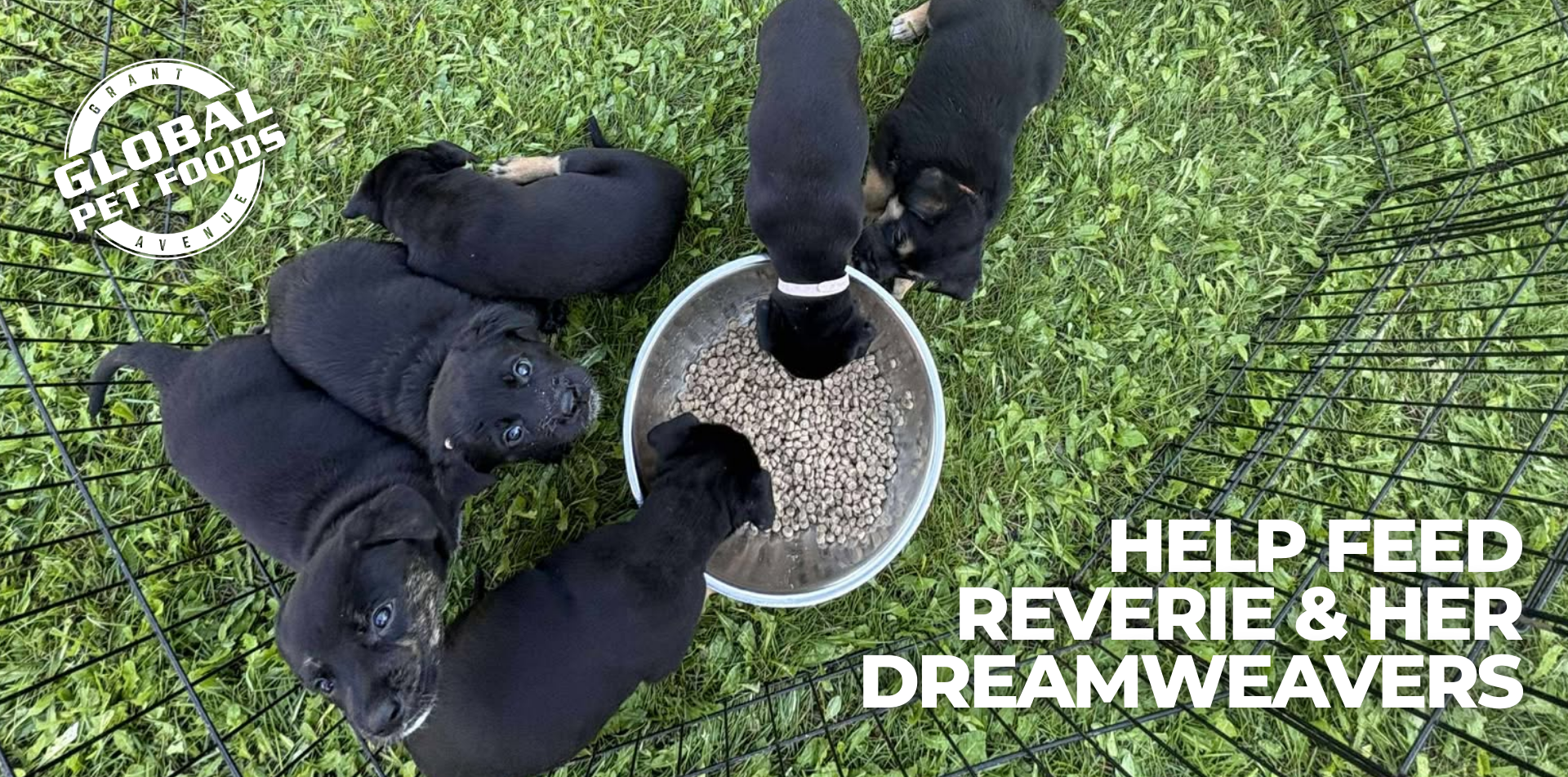 Featured image for “Puppy Food Shelves = Nearly Empty!”