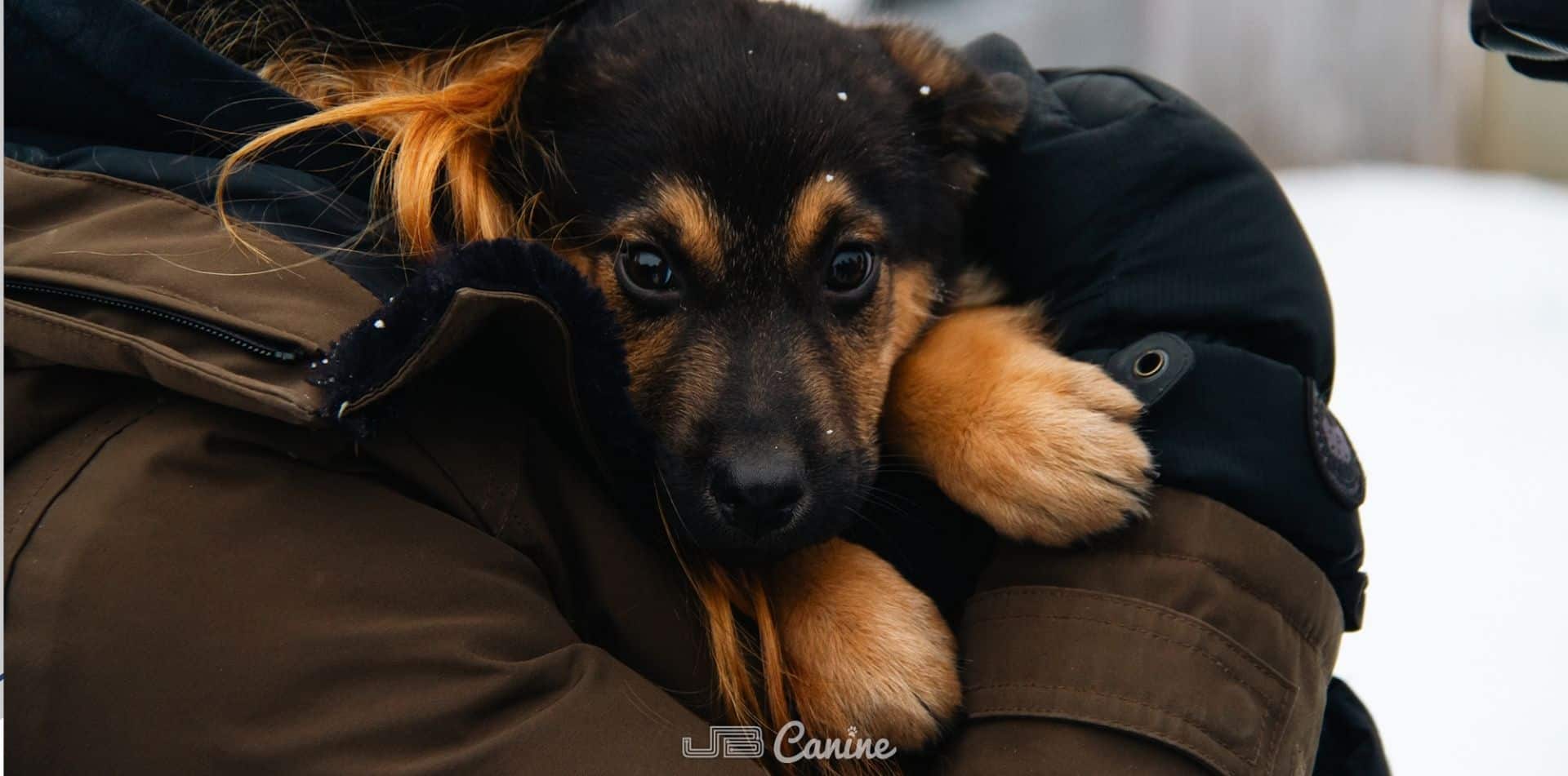 Featured image for “31 Dogs Saved + Next Steps”